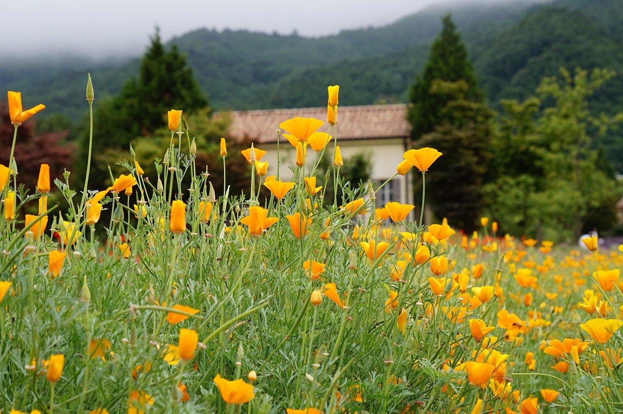 263网络通信实名账号：石油开户哪个平台好